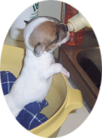 jack russell pics