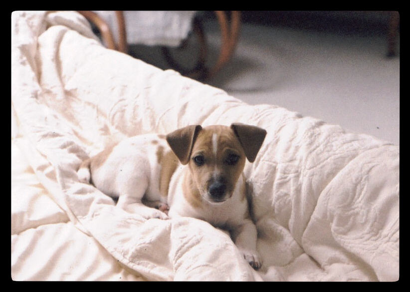 jrt in bed