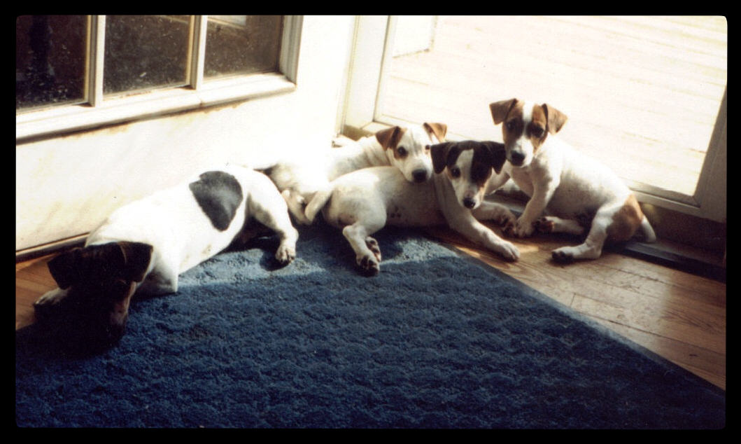 puppies in sun
