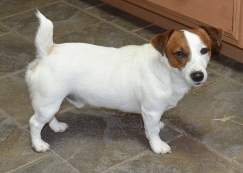 short legged jack russell terrier breeders