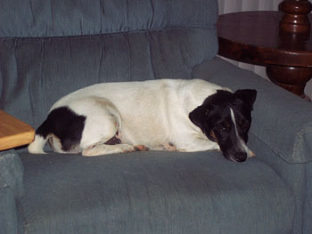 Jack Russell Terrier - Baxter