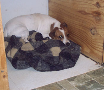 Jack Russells for Adoption